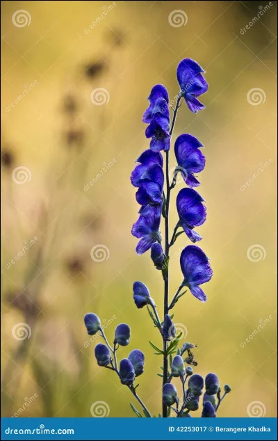 Quelle est cette fleur ?