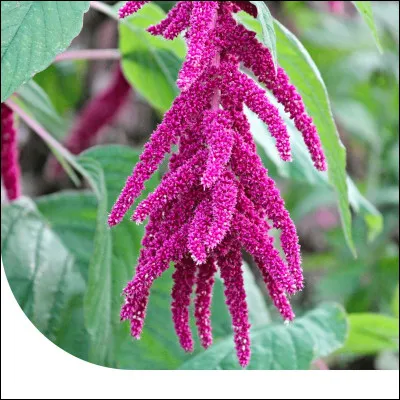 Quelle est cette fleur ?