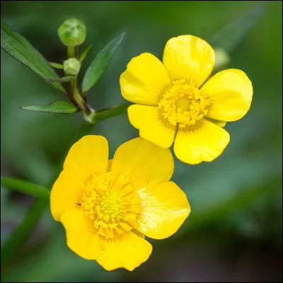 Quelle est cette fleur ?