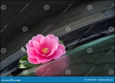 Quelle est cette fleur ?