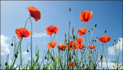 Quelle est cette fleur ?