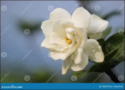 Quelle est cette fleur ?