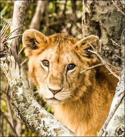 Quel est ton animal préféré parmi ceux-là ?