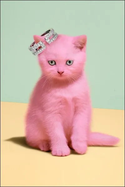 Quelle est ta couleur de pelage préférée ?