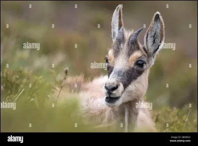Comment appelle-t-on le jeune CHAmois mâle ?