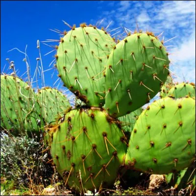 Quelle plante originaire du Mexique possède de solides épines et produit un fruit aux propriétés antidiarrhéiques ?