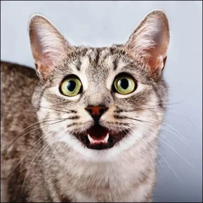 Quel auteur de bandes dessinées a écrit "Il est plus facile de jouer au mikado avec des spaghettis crus qu'avec des spaghettis cuits" ?