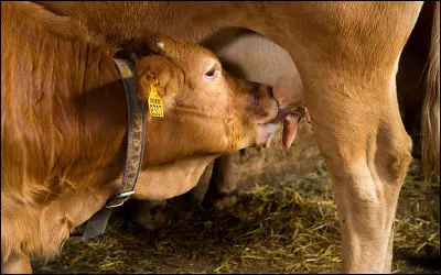Quel livre de Paul Vialar est sorti en 1941 ?