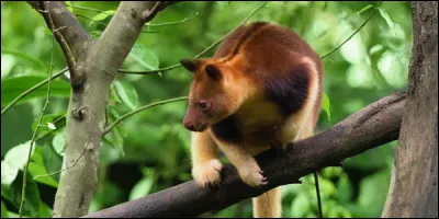 Animaux : Quel mammifère marsupial est aussi appelé kangourou arboricole ?
