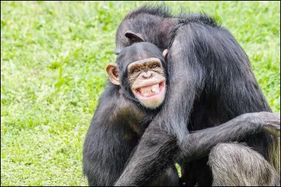 Dernière question cadeau : quel est le proverbe correct : "Ce n'est pas à un vieux singe qu'on apprend à faire ..." ?