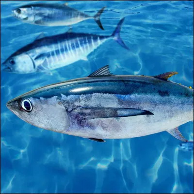 Quel est le poisson dénommé "germon" ?