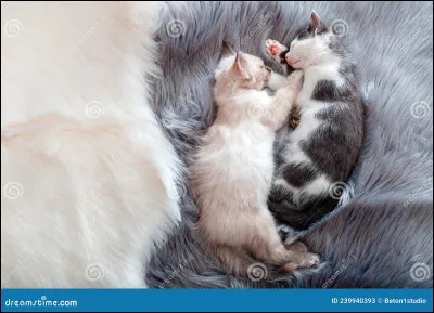 Quels animaux pr&eacute;f&egrave;res-tu sauver ?