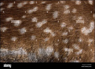 Tu pr&eacute;f&egrave;res avoir...