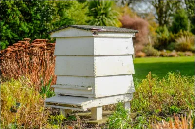 Plusieurs espèces abeilles sont menacées d'extinction.
