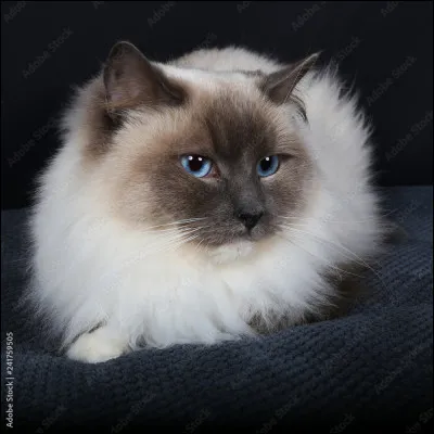 Quelle est la race de ce chat ?