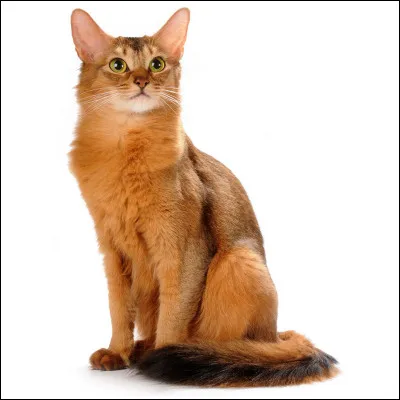 Quelle est cette race de chats ?