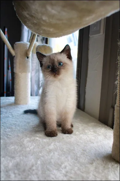 Et enfin, quelle est cette race de chats ?