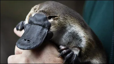 Cet animal est un castor.