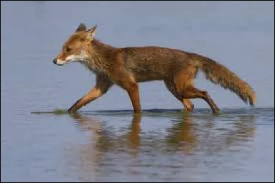 Le Renard et le/la...