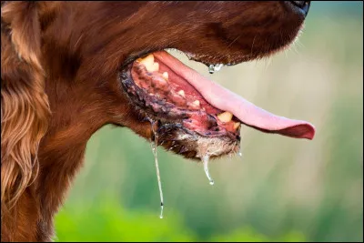 Qui a inventé le vaccin contre la rage ?