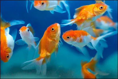 Si je vous relate le triste croisement entre poissons rouges et petit couteau, nous lisons alors.... ?