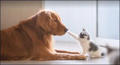 Quel animal préfères-tu ?