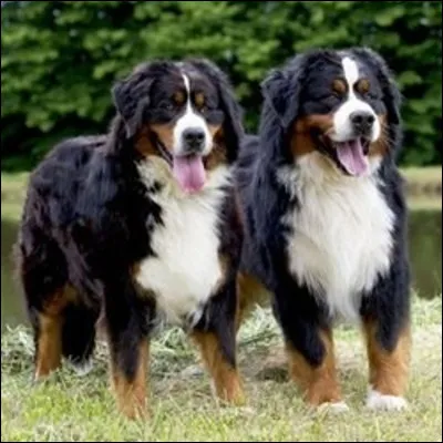 Quelle est, en moyenne, la longévité du bouvier bernois ?