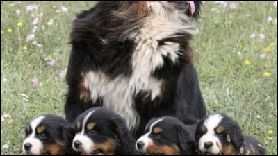 Quelle est, à-peu-près, la date d'apparition du bouvier bernois ?