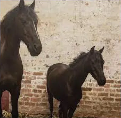 Comment s'appelle le poulain de Raven ?