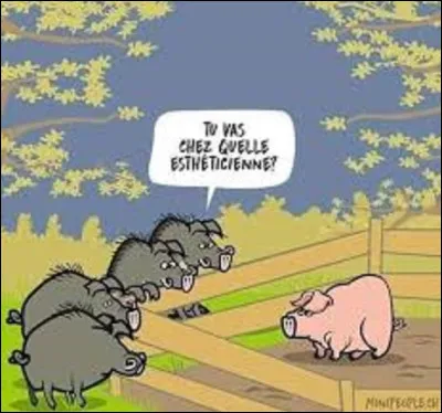 Comment dit-on sanglier en anglais ?