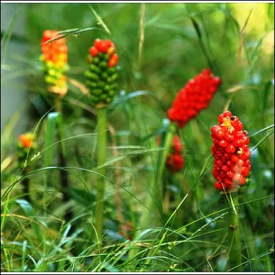 Quel genre de plante à fleurs, qui dégage une forte odeur de charogne, inclut le gouet ?