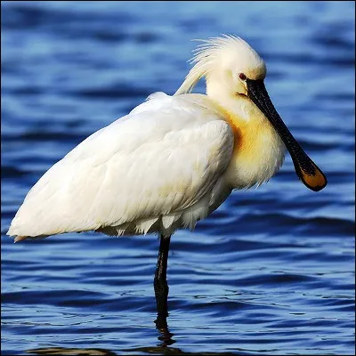 Quel est cet échassier au bec si reconnaissable ?