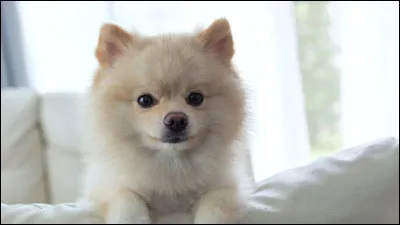 Quel animal de compagnie aurais-tu ?