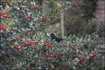 L'espèce de croûte laissée par le sanglier sur les branches où il se frotte a pour nom...