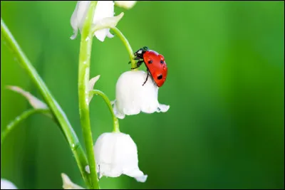 Quelle fleur est symbolique du premier mai ?