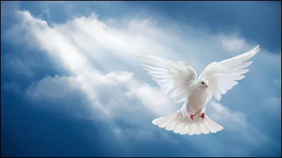 Dans la Bible le mot colombe signifie ''esprit de Dieu'', que tient-elle dans le bec ?