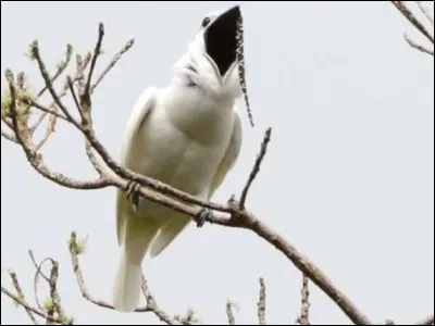 Quel est le cri de la colombe ?