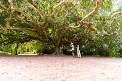 Quel est ton végétal préféré ? Je sais, la question est bizarre.