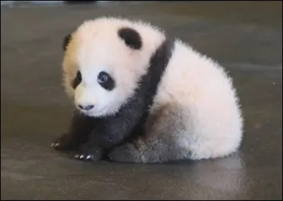 Quel est le nom du bébé panda ?
