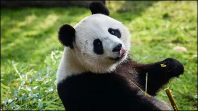 Quel est le nom de la première femelle panda louée par la Chine à la France ?