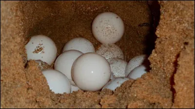 La tortue est-elle vivipare ou ovipare ?