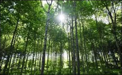 Quelle est la superficie de la forêt en France métropolitaine ?