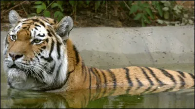 Quel est cet animal ?