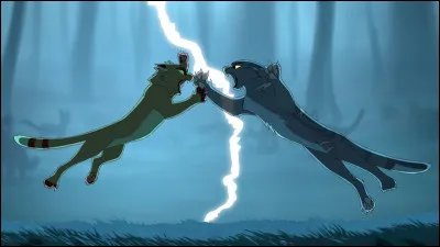 Que fais-tu si un chat errant pénètre sur ton territoire ?