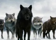 Test Quel loup de la meute es-tu ?