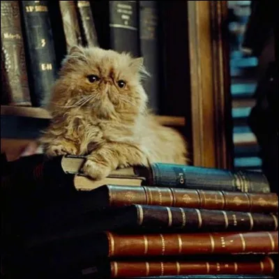 Comment Hermione a-t-elle Pattenrond ?