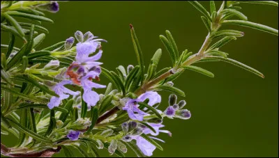 Quelle est cette plante médicinale ?