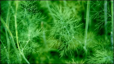 Quelle est cette plante médicinale ?