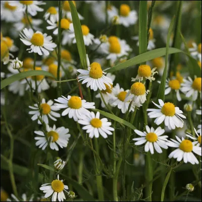 Quelle est cette plante médicinale ?