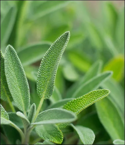 Quelle est cette plante médicinale ?